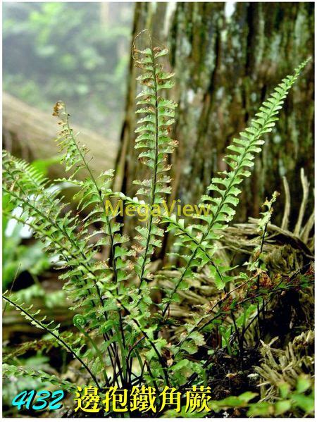 蕨 類 植物 代表 品種|蕨類植物介紹：蕨類植物圖鑑懶人包 & 照顧方式一次看 